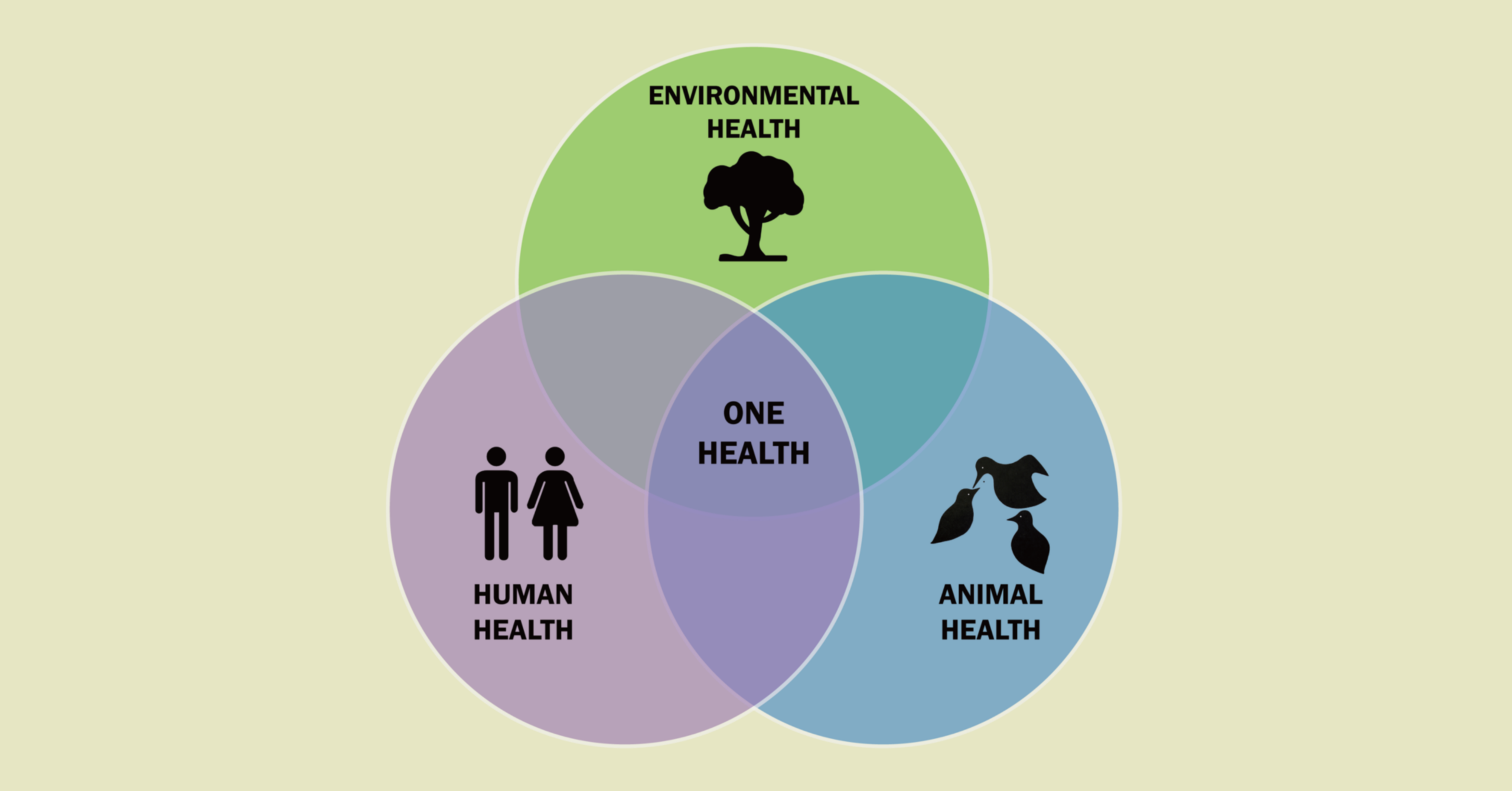 Disease surveillance using a One Health approach in Burkina Faso: Successes and opportunities of a multisectoral collaboration