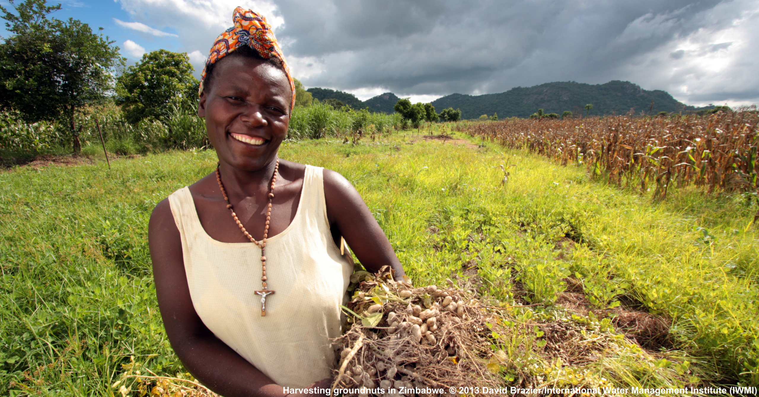 Woman harvesting groundnuts in Zimbabwe.